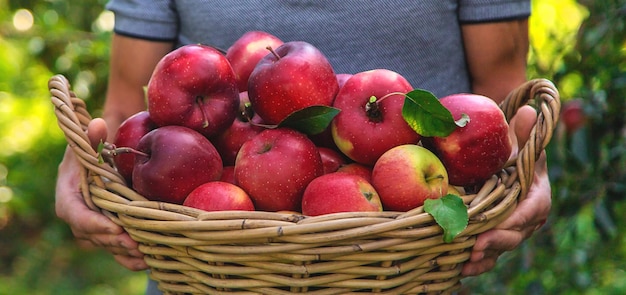 남성 농부가 사과를 수확하고 있습니다.