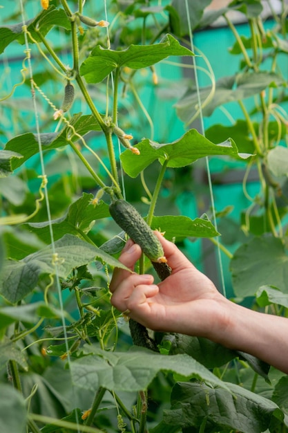 A male farmer harvests cucumbers in a greenhouse Selective focus
