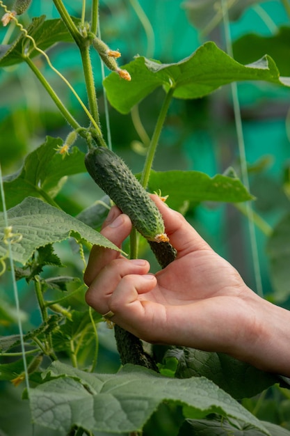 A male farmer harvests cucumbers in a greenhouse Selective focus