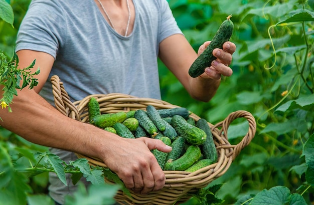 A male farmer harvests cucumbers in a greenhouse Selective focus