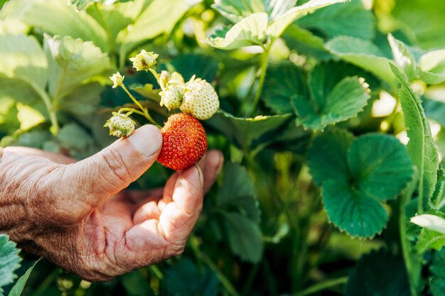 A male farmer harvests ripe strawberries Harvesting fresh organic strawberries Hands of a farmer picking strawberries closeup Strawberry bushes