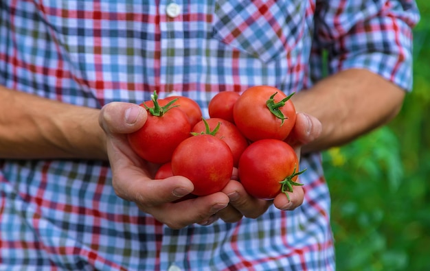 A male farmer harvests tomatoes in the garden. Selective focus.