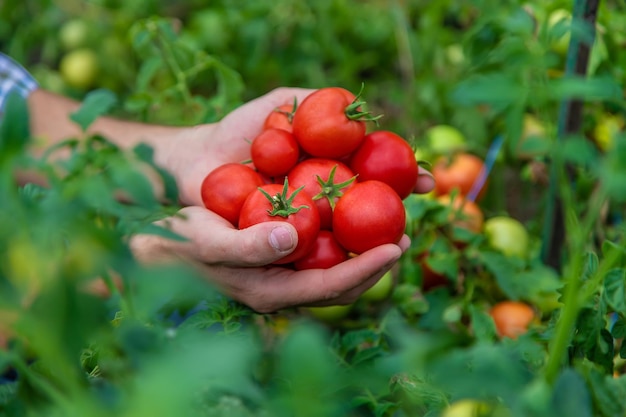 A male farmer harvests tomatoes in the garden. Selective focus.