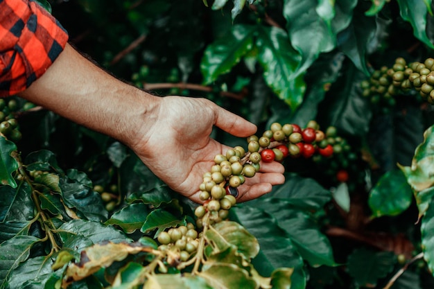 赤と緑の豆で熟したコーヒーを保持している男性の農家