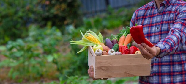 男性農夫が手に野菜の箱を握っている 選択的な焦点