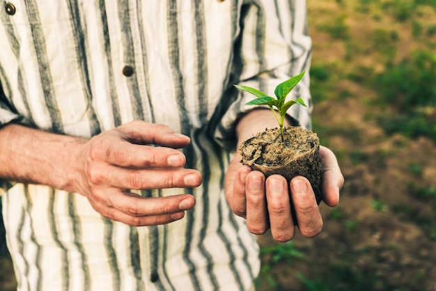 A male farmer holds a green pepper seedling in his hands 3