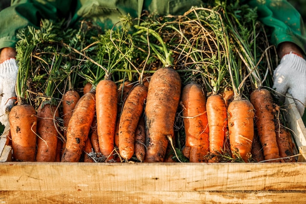 Male farmer holds a wooden crate full of freshly picked carrots.