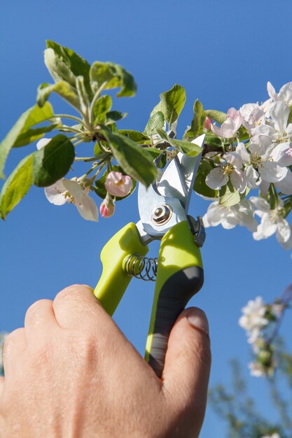 Male farmer look after the garden. Spring pruning of fruit tree. Man with pruner shears the tips of apple tree