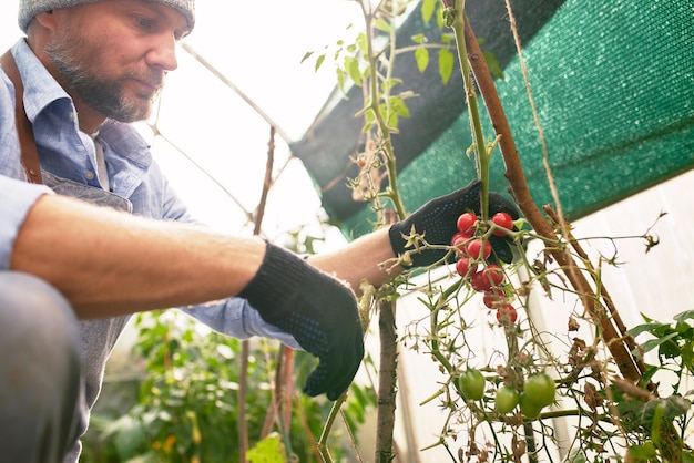 Agricoltore maschio che raccoglie pomodori freschi dal suo giardino di serra