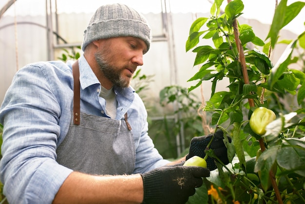 Male farmer picking vegetables in his garden Selective focus Food