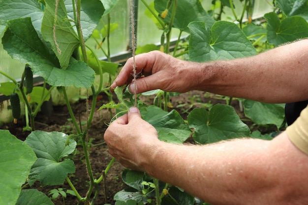 Male farmer takes care of cucumbers in a greenhouse