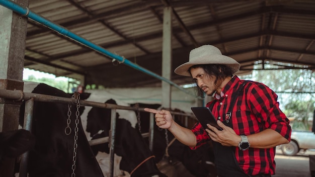 Contadino maschio che utilizza tablet per controllare il suo bestiame e la qualità del latte nell'azienda lattiero-casearia industria agricola concetto di allevamento e zootecnia mucca in azienda lattiero-casearia che mangia fienocowshed