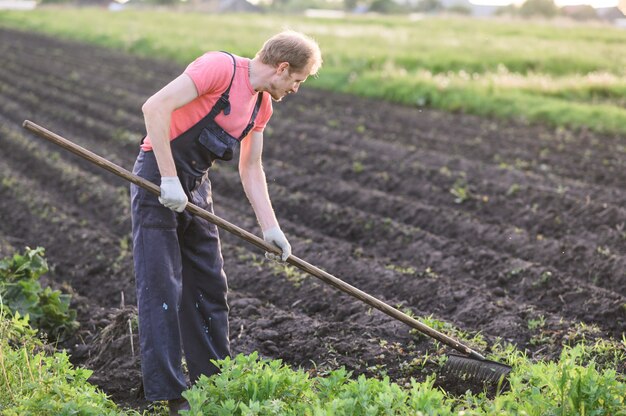 Male farmer with a hoe weeding in the field at sunset