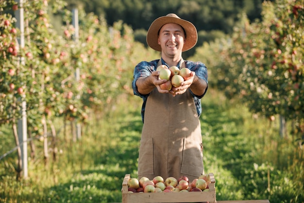 Male farmer worker hands holding picking fresh ripe apples in orchard garden during autumn harvest Harvesting time