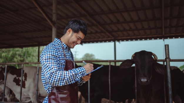 Male farmer working and checking on his livestock in the dairy farm Agriculture industry farming and animal husbandry concept Cow on dairy farm eating hay Cowshed