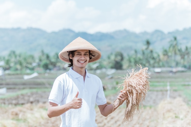 Male farmers hold rice plants after they are harvested in the fields during the day