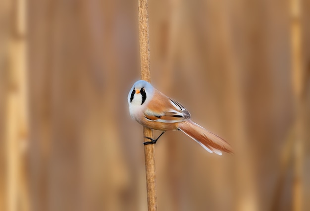 Male and female bearded reedling