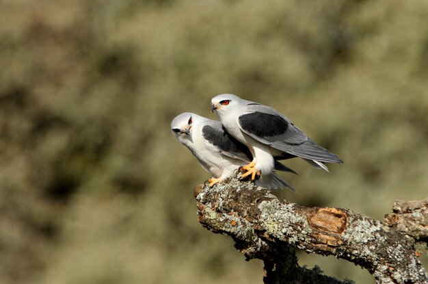 Male and female of Black-shouldered kite changing a mouse in the breeding season with the first lights of the day, kie, hawk, falcon, bird, Elanus caeruleus