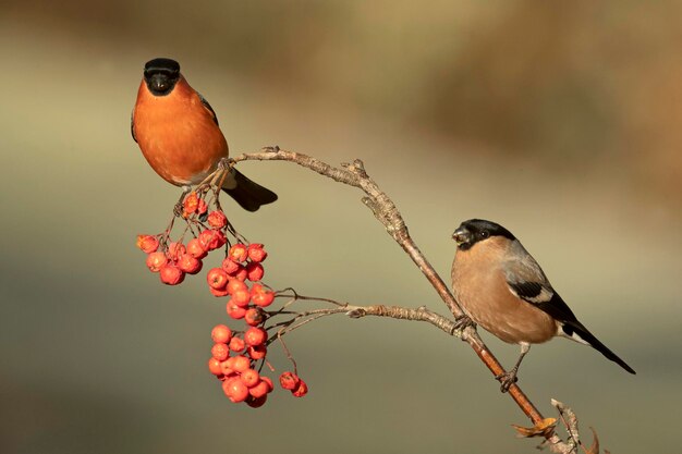 Male and female Eurasian bullfinch eating berries in a Eurosiberian oak and beech forest