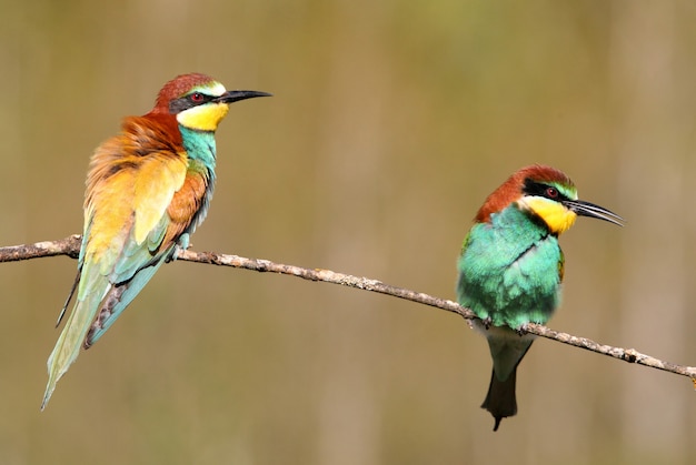 Male and female of European Bee-eater with the first lights of the day