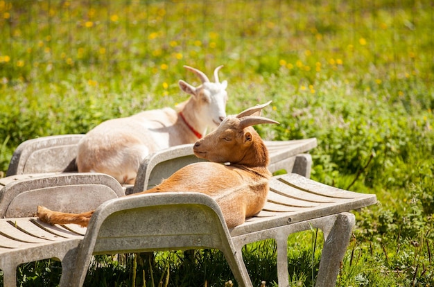 Male and female goats lounging on lounge chairs in summer