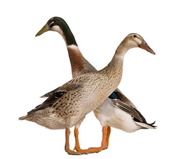 Male and female Indian Runner Duck, standing