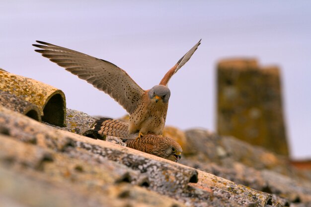 チョウゲンボウの交尾、ハヤブサ、鳥、猛禽類、タカ、ファルコナウナンニのオスとメス