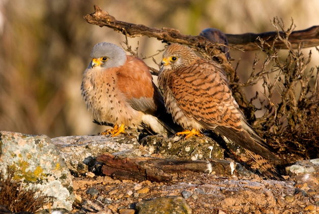 Photo male and female of lesser kestrel in mating season, falcon, birds, raptor, hawk, falco naunanni