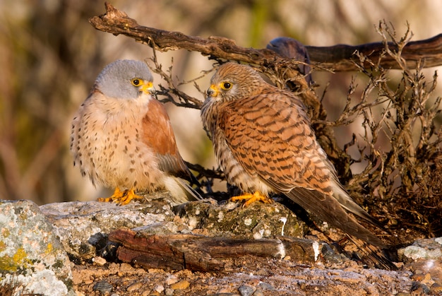 Maschio e femmina del gheppio minore nella stagione degli amori, falco, uccelli, rapace, falco, falco naunanni