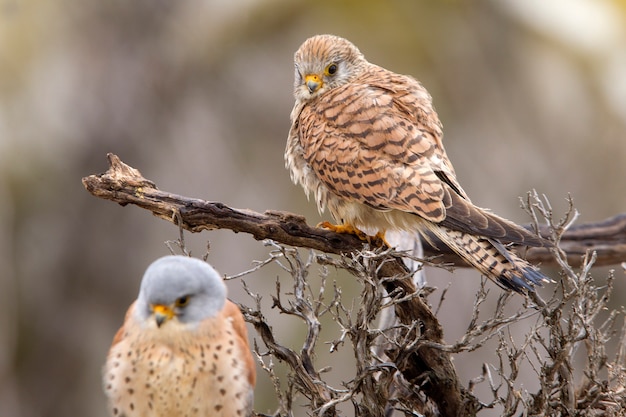 Male  and female of Lesser kestrel in mating season, falcon, birds, raptor, hawk, Falco naunanni