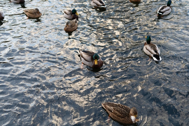 オスとメスのマガモが夕日の水平方向の画像で湖を横切って泳ぐ アヒルの繁殖と動物への愛のコンセプト