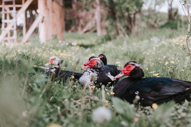 Male and female musk or indo ducks on farm in nature outdoor on grass. breeding of poultry in small scale domestic farming. adult animal family black white ducks with drake in open henhouse backyard