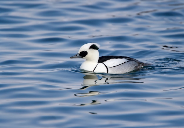 Male and female smew (Mergellus albellus) close-up swimming in the water