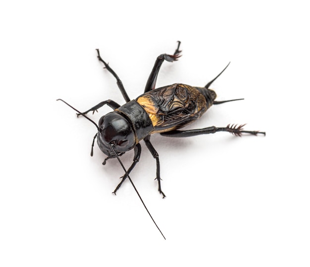 Male field cricket, isolated on white