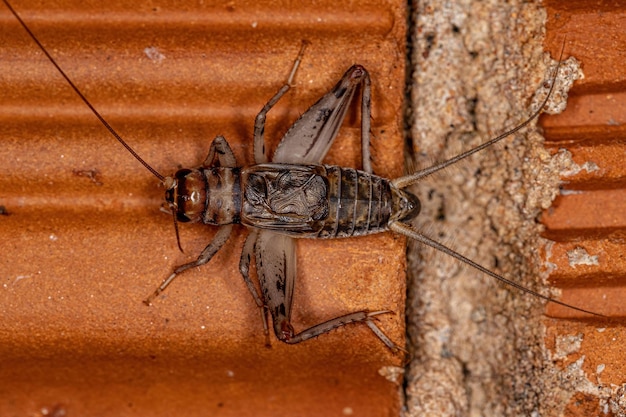 Photo male field cricket