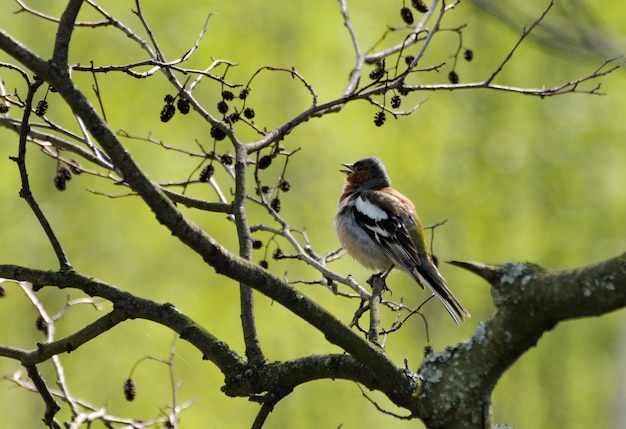 A male finch fringilla coelebs sings a song sitting on an alder\
branch