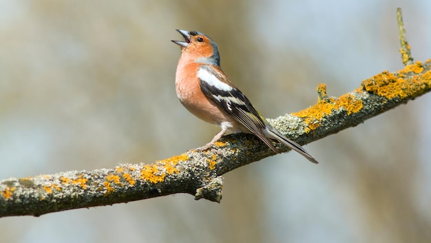 male finch sings on a branch in spring