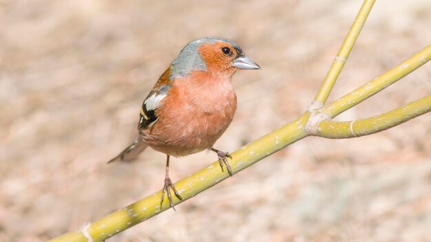 male finch sings on a branch in spring