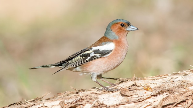 male finch sings on a fallen tree in spring