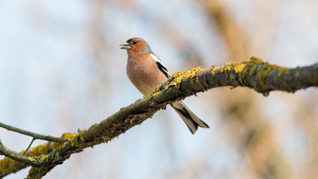 male finch sings while sitting on a branch in spring