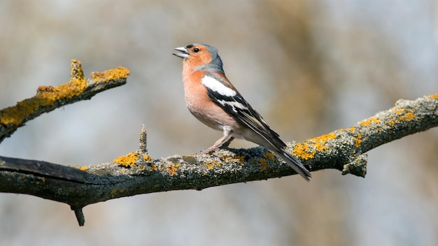 male finch sings while sitting on a branch