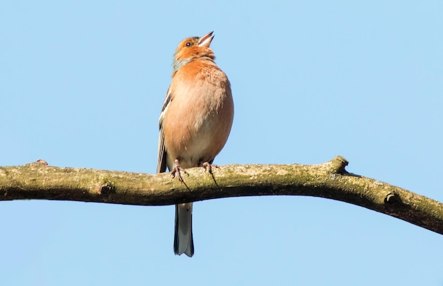 male finch sings while sitting on a tree branch