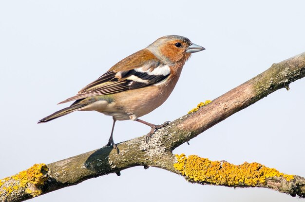 male finch sitting on a tree branch in spring