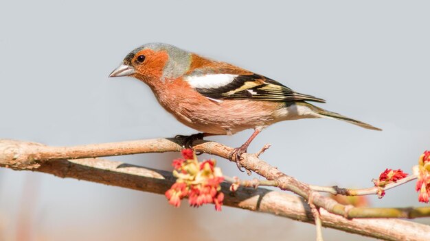 male finch