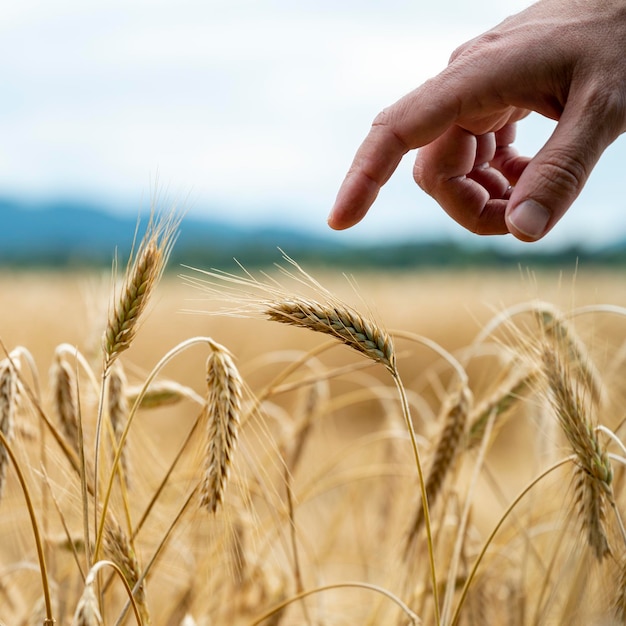 Male finger gently touching a golden ripening ear of wheat growing in a field