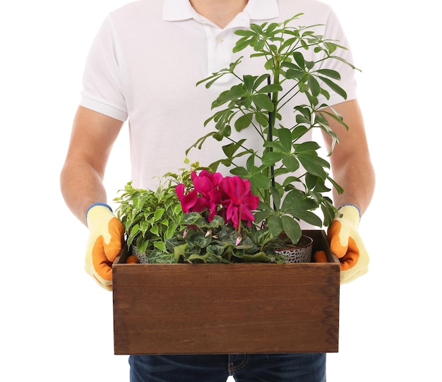 Male florist holding wooden box with house plants on white background