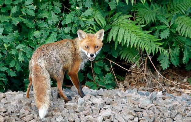 Male fox bringing food home for the cubs