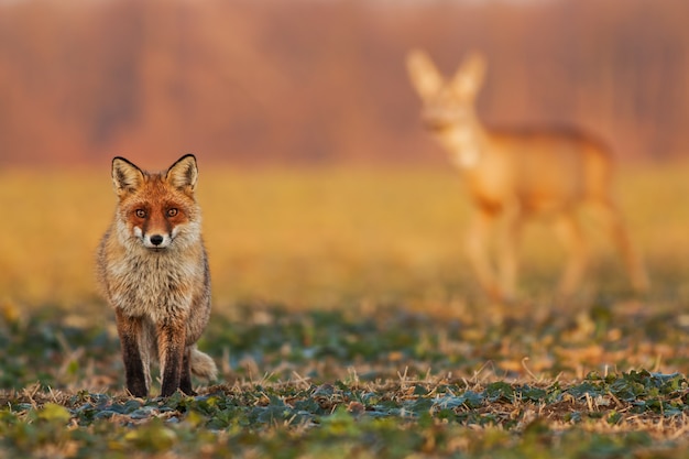Мужская лиса стоя на поле и наблюдая при косули гуляя на заднем плане.