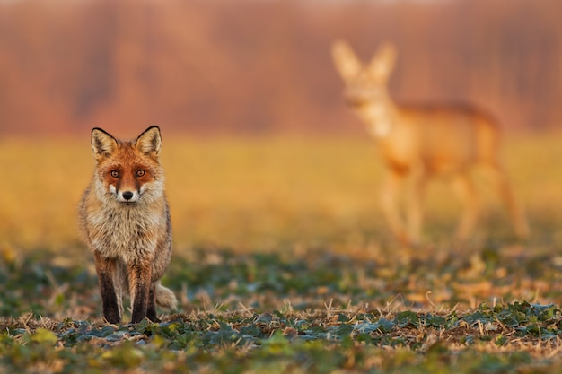 Volpe maschio che sta sul campo e che guarda con i caprioli che camminano nei precedenti.