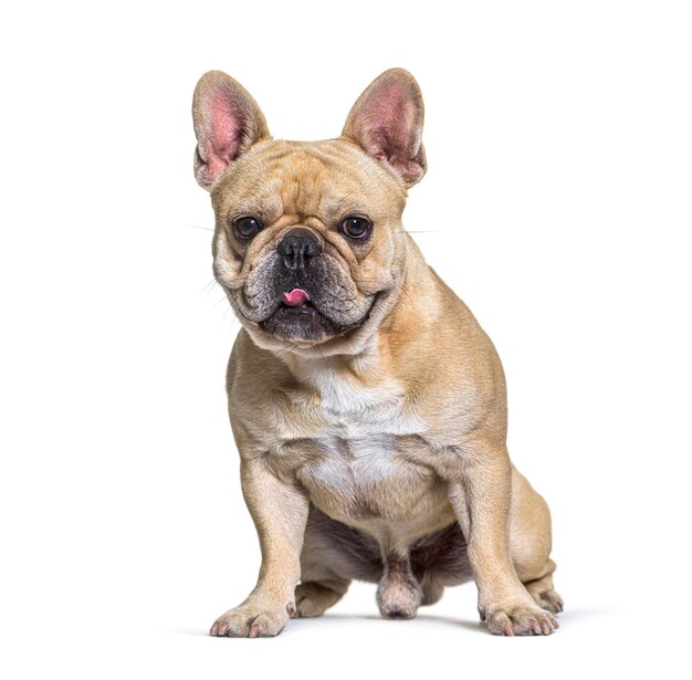 Photo male french bulldog siting in front white background